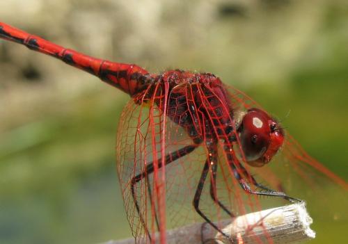 Réf. 231 074 : Trithemis arteriosa